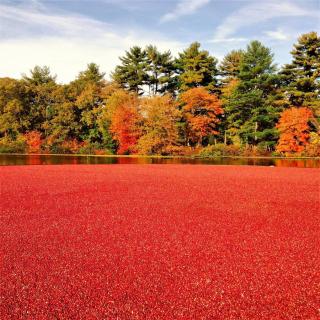 Cranberry Bog