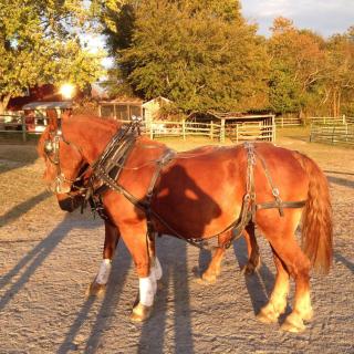 Horses