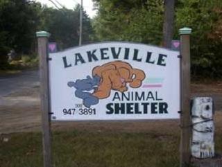 Animal Shelter