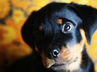 License your dog!