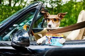 dog license due