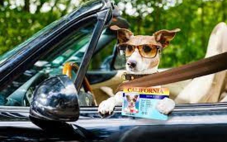 dog license due