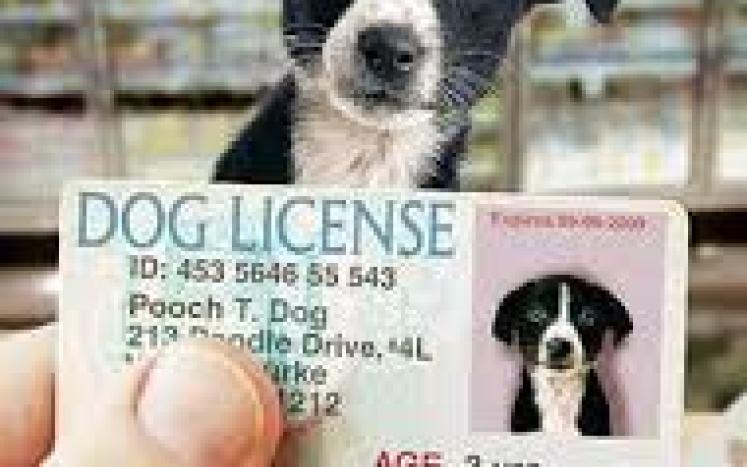 2022 Past Due Dog Licenses